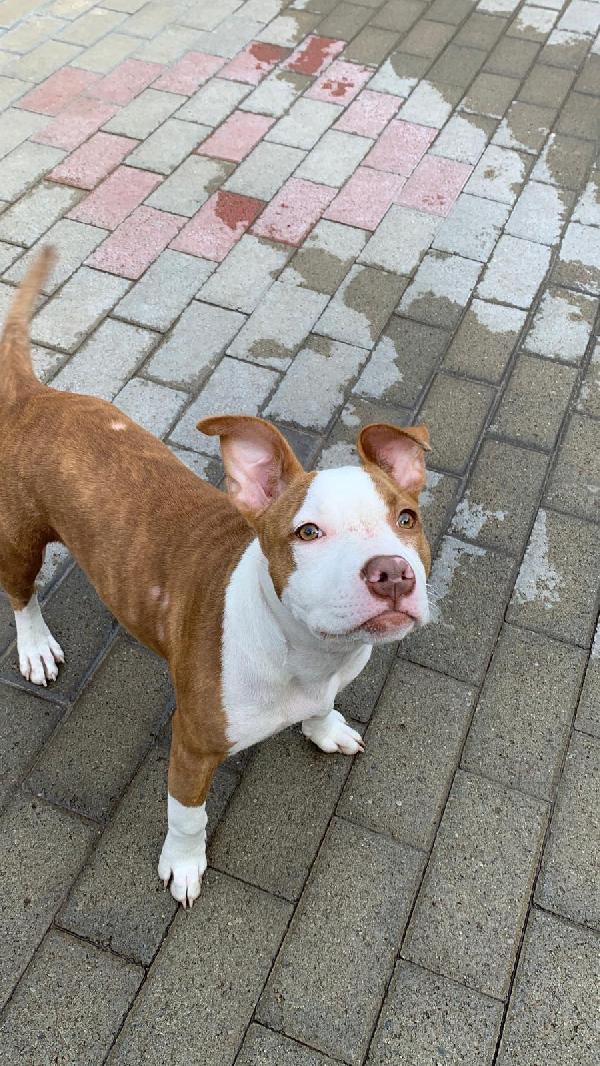 NALA BELLISSIMA CUCCIOLA Foto 6